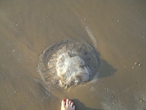 My foot next to one of the huge jellyfish on the beach
