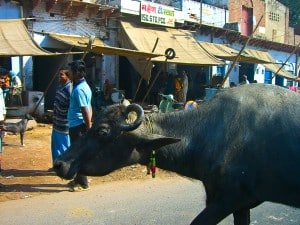 One of India's sacred cows