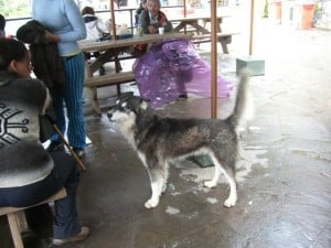 MP husky singing for his supper