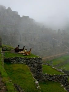 Alpacas relaxing at MP