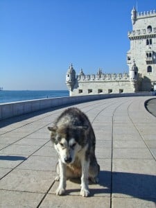 My husky friend at Belem