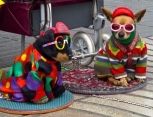 Canine street performers on Las Ramblas