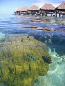Snorkeling in the lagoon