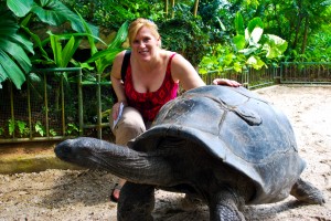 Finding a giant tortoise at last!