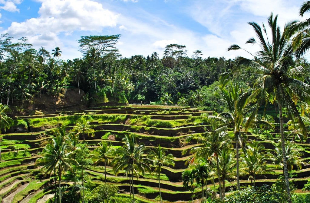 The rice terraces of Ubud, Bali