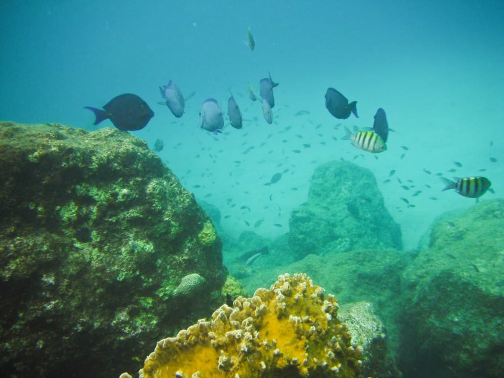 The snorkeling scene in Bonaire