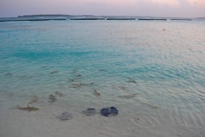 Sunset shark feeding