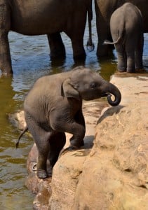 A baby elephant at the orphanage