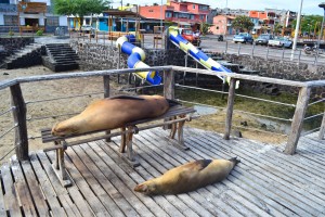 Cristobal Selects 45 300x200 Land Based Galapagos: Island Hopping in the Land of Darwin