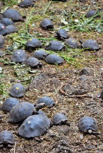 Santa Cruz Selects 33 203x300 Land Based Galapagos: Island Hopping in the Land of Darwin