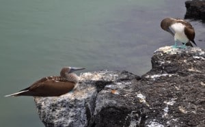 Santa Cruz Selects 75 300x186 Land Based Galapagos: Island Hopping in the Land of Darwin