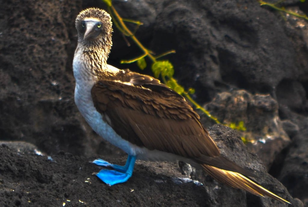 Cristobal Booby 1 1024x688 Photo of the Day   Blue footed Booby, San Cristobal, Galapagos