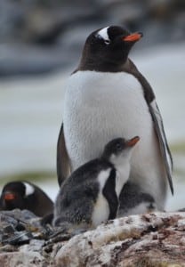 Petermann Selects 39 208x300 Expedition Antarctica: Why its Worth Every Penny