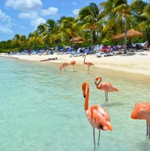 Photo of the Day – Flamingo Beach, Aruba