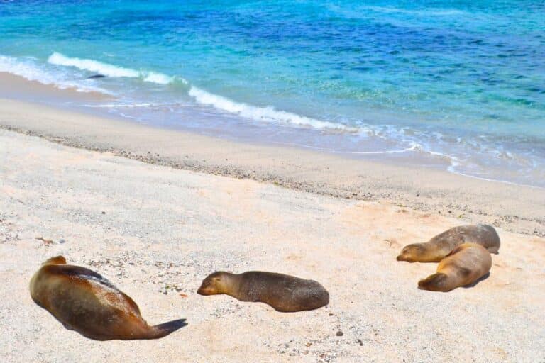 How to See the Galapagos Islands on a Budget