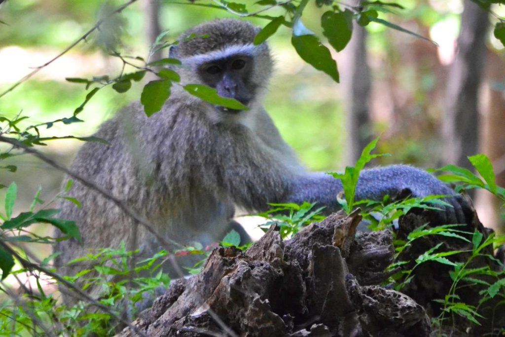 Velvet Monkeys Victoria Falls Zimbabwe