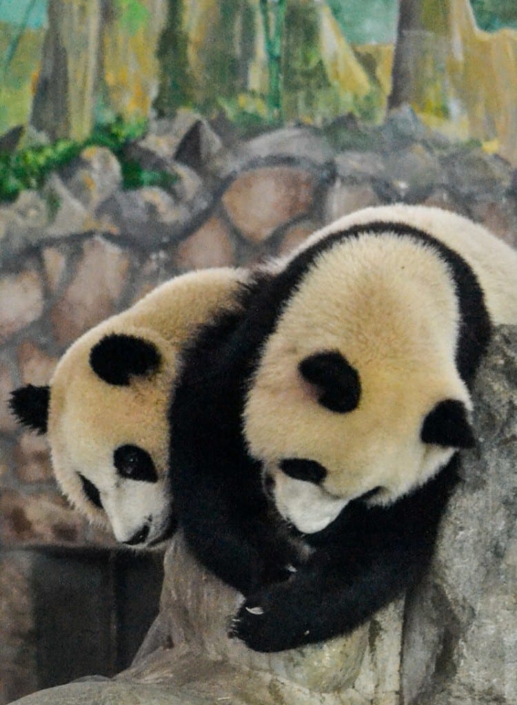 Chengdu Pandas Chengdu China Round The World In 30 Days Round The Chengdu Pandas Chengdu China Round The World In 30 Days Round The