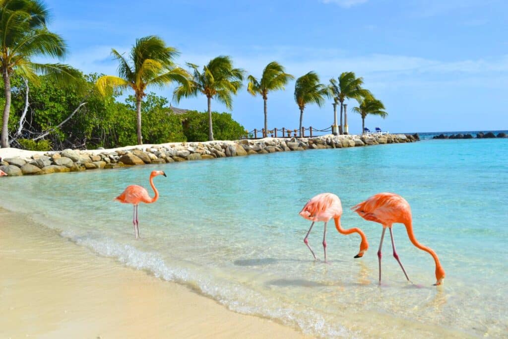 Flamingo Beach Aruba Caribbean