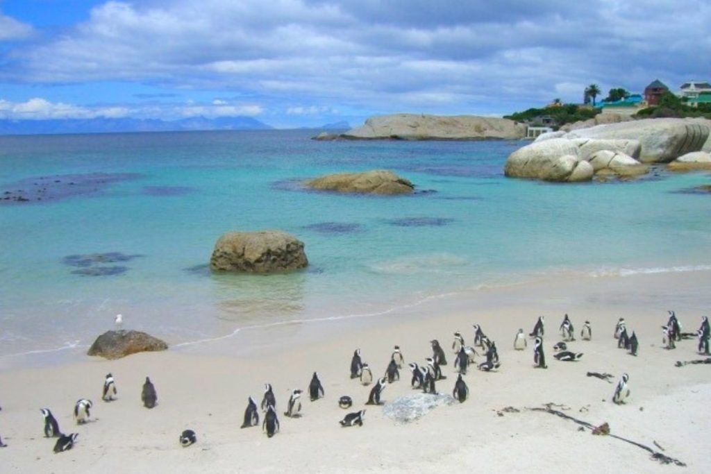 Boulders Beach Cape Town South Africa