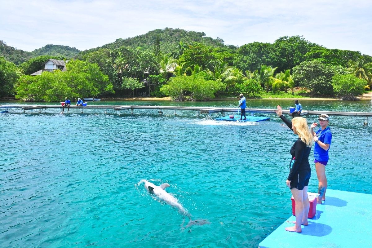 Dolphin Trainer Roatan Honduras