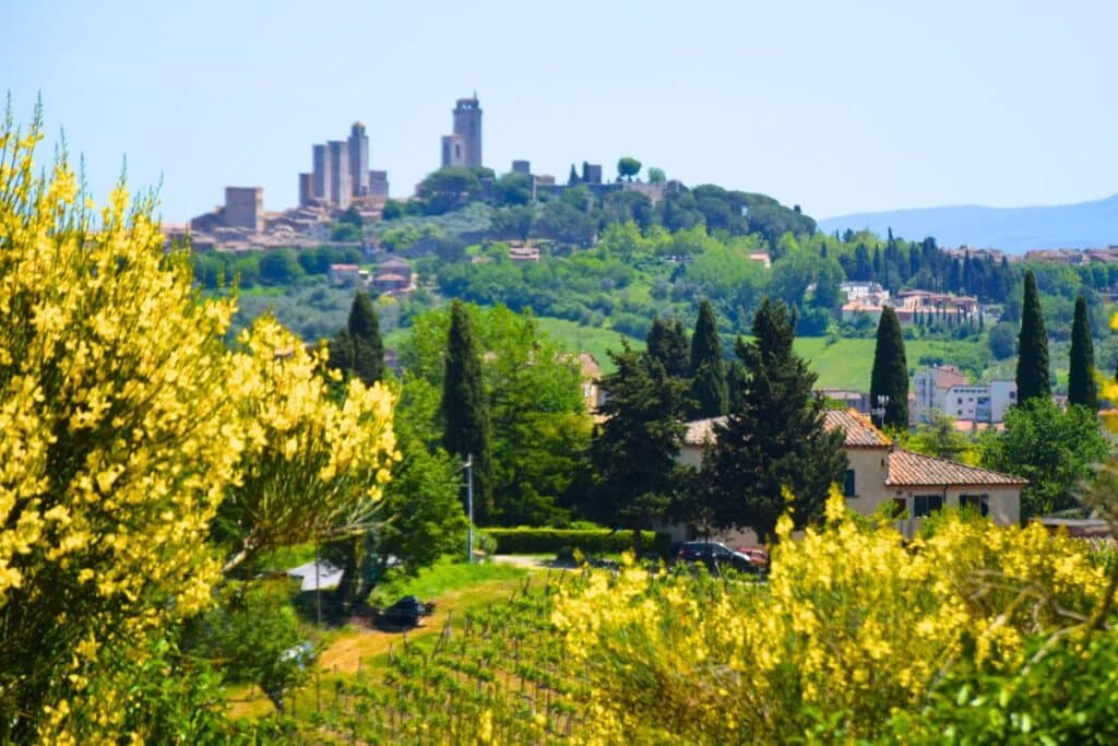Image of a walled city with soaring stone towers on the top of a hill in Tuscany surrounded by yellow flowers and a vineyard