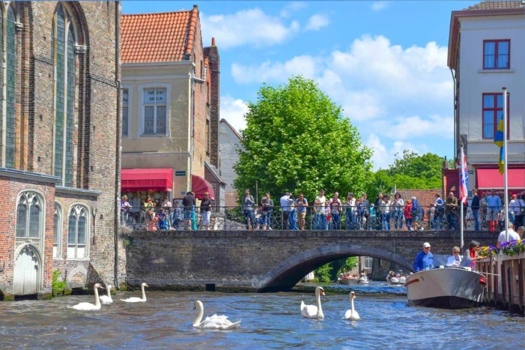 Swans in the canals of Bruges