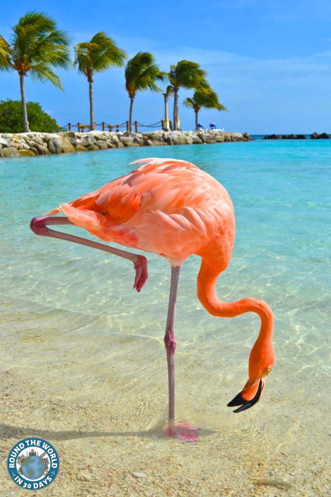 Aruba Flamingo Caribbean Destinations