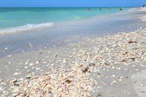 Shells on Bowmans Beach Sanibel Island Florida