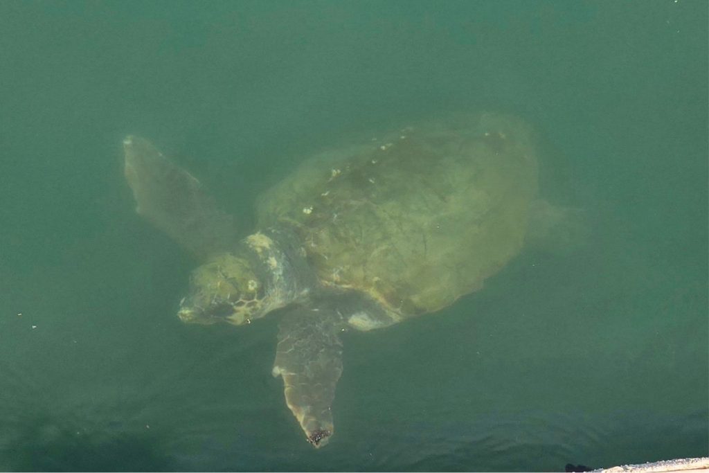 Argostoli Turtles Kefalonia