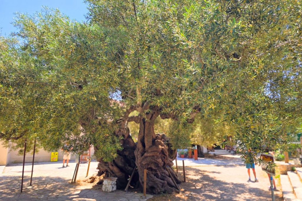 Old Olive Tree Zakynthos Greek Islands